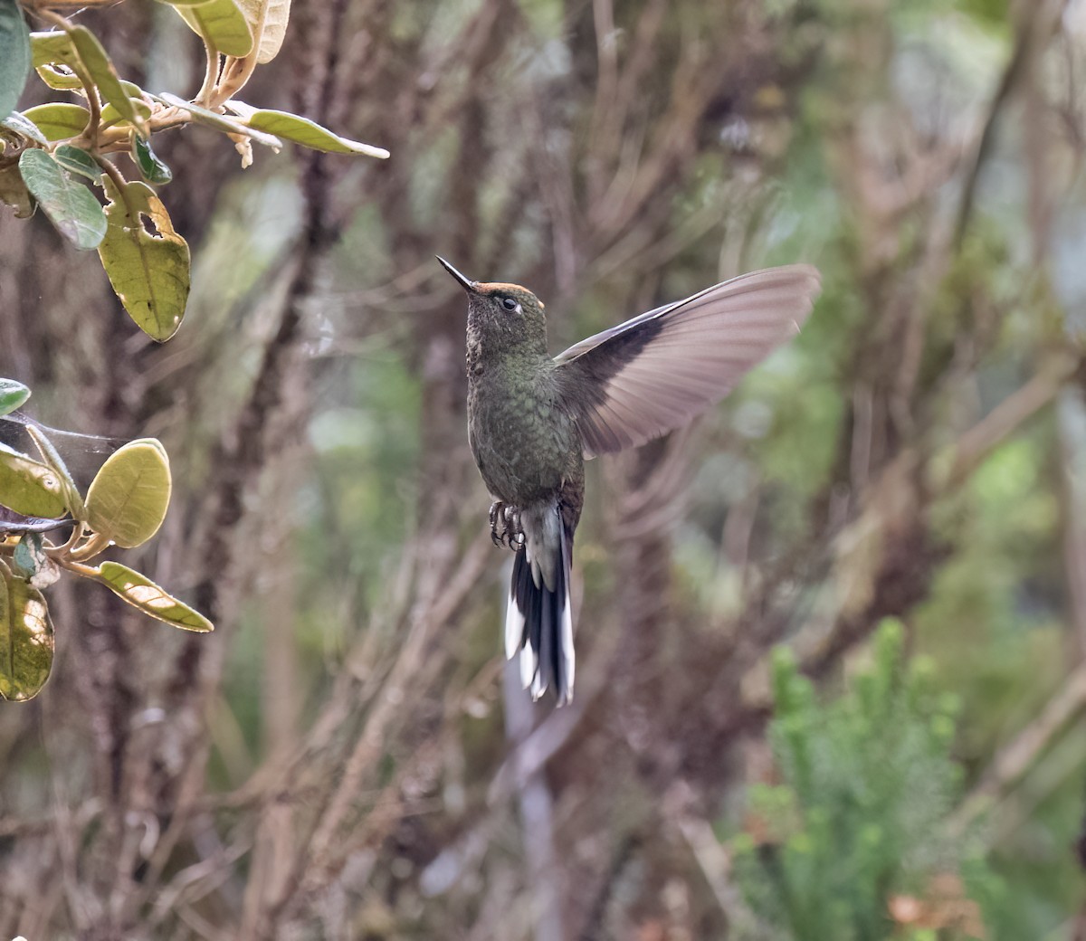 Rainbow-bearded Thornbill - ML646646399
