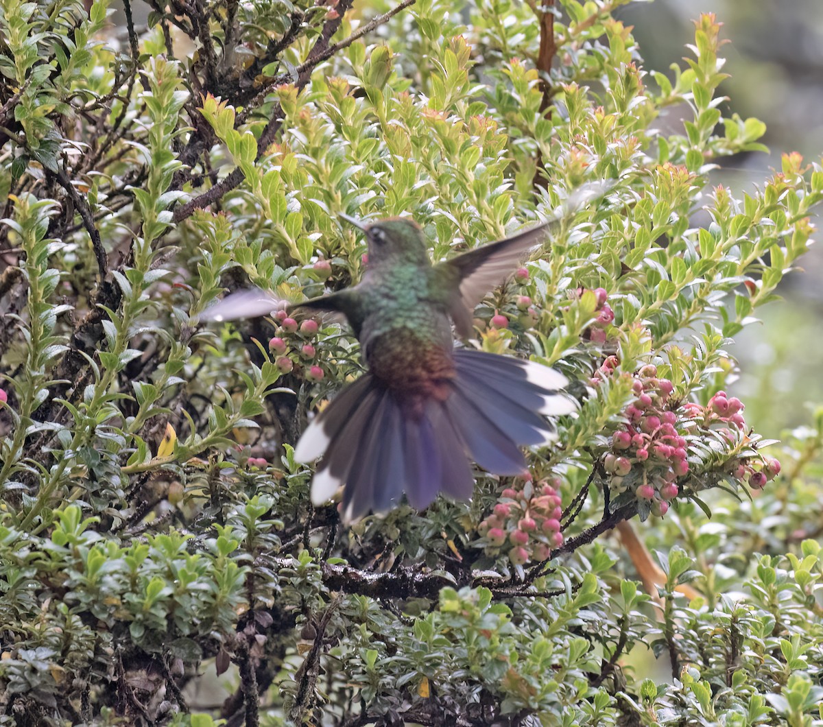 Rainbow-bearded Thornbill - ML646646400