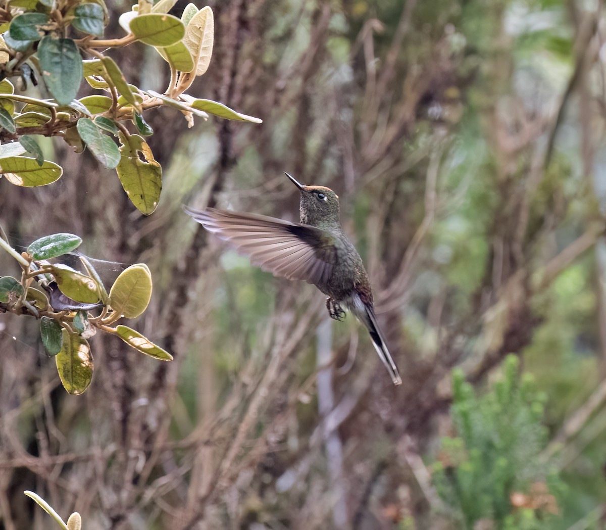 Rainbow-bearded Thornbill - ML646646401