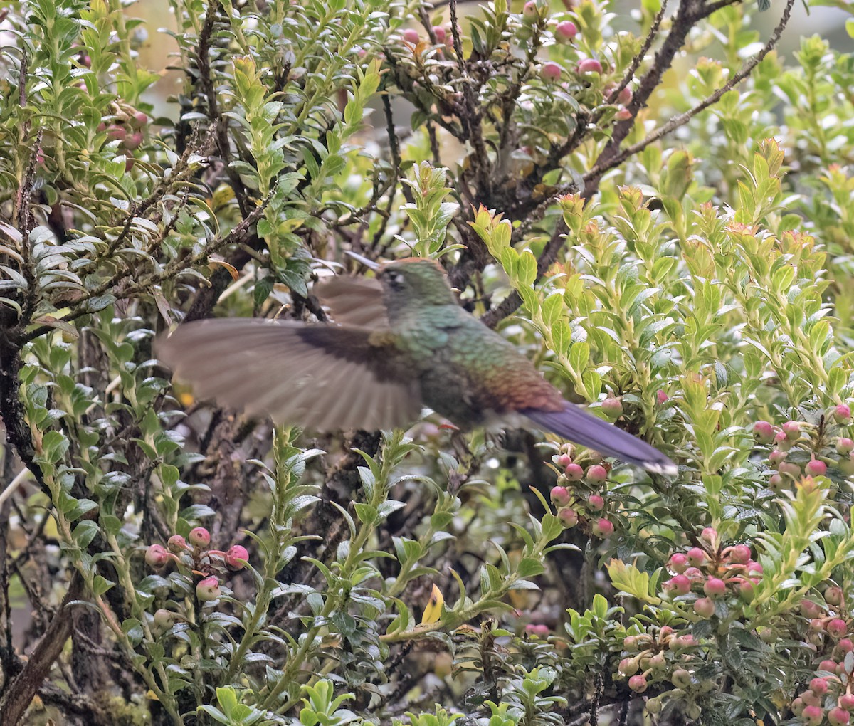 Rainbow-bearded Thornbill - ML646646402