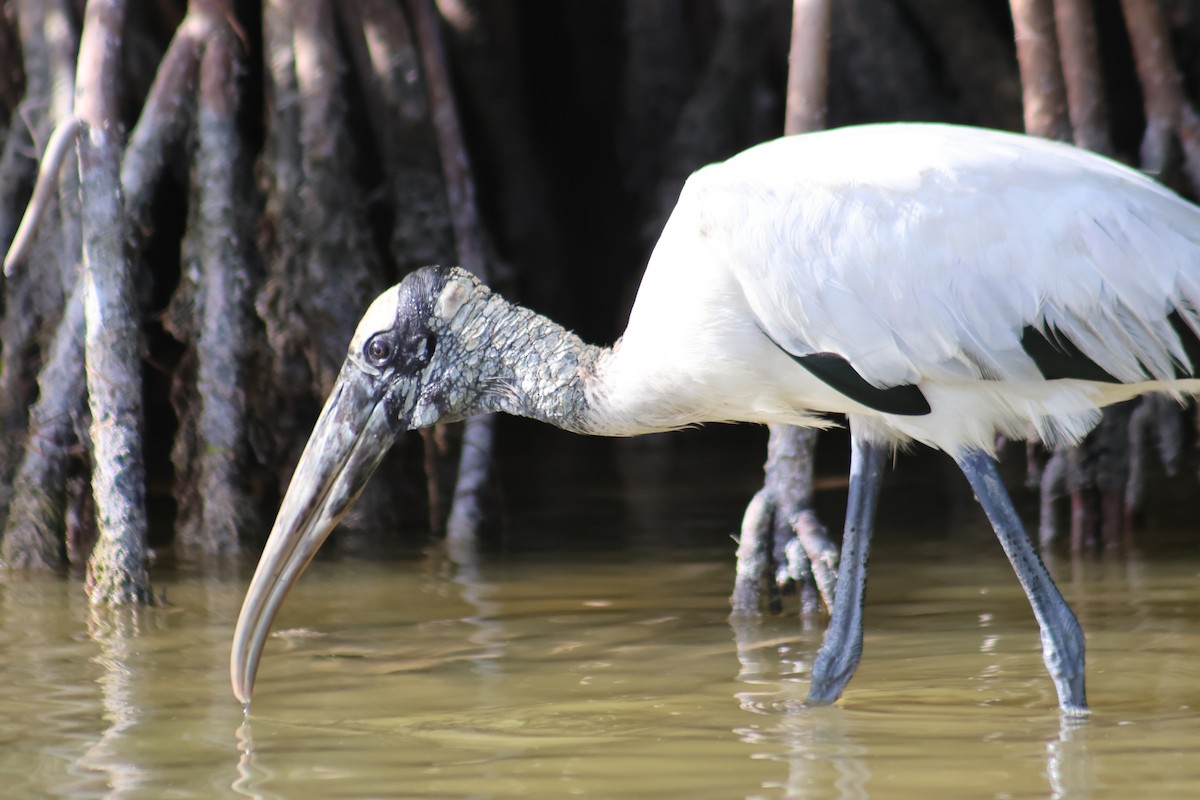 Wood Stork - ML646646403