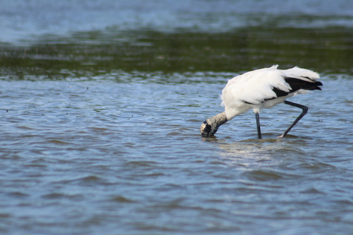 Wood Stork - ML646646404