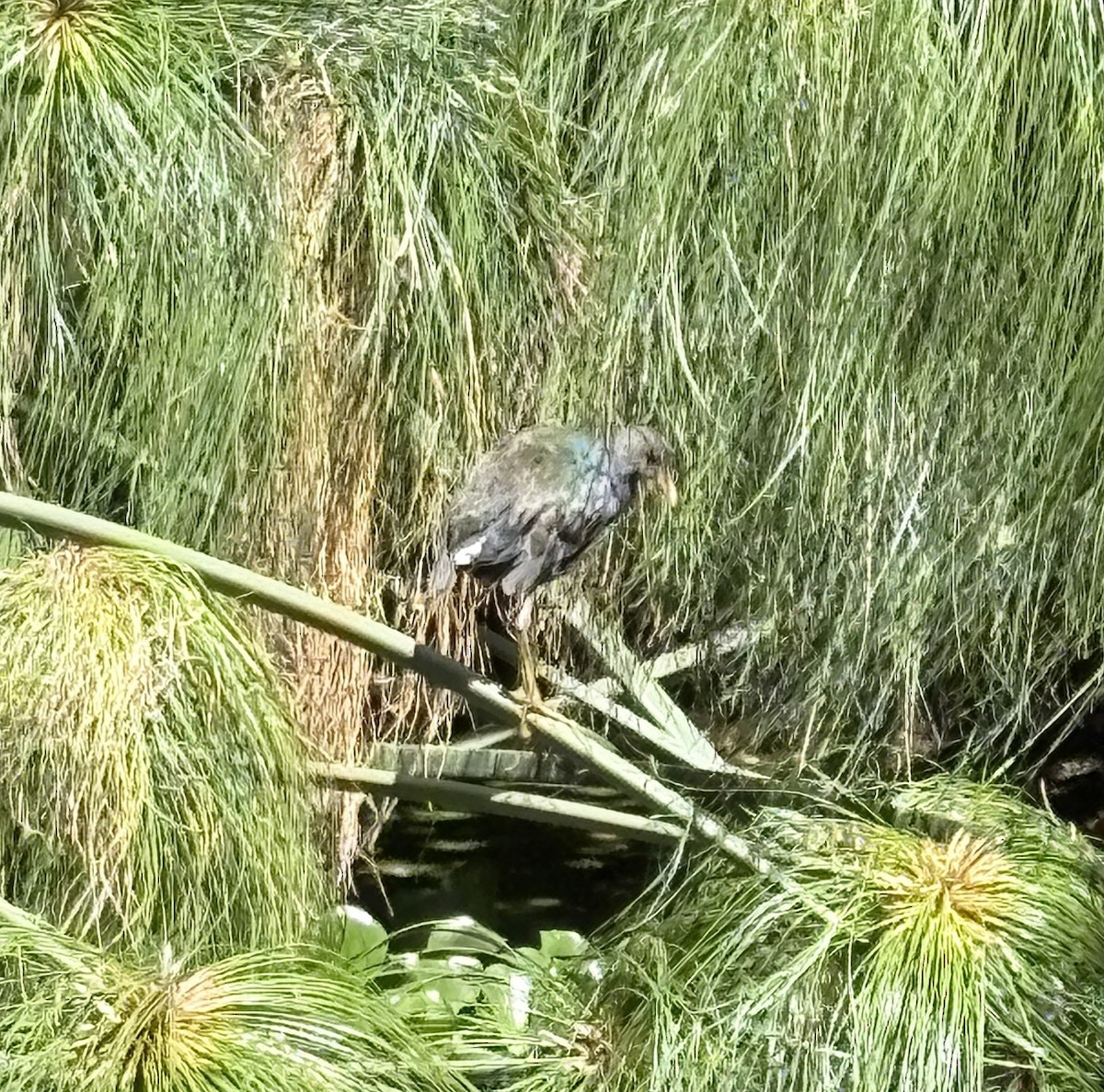 Sarı Bacaklı Sazhorozu - ML646646406