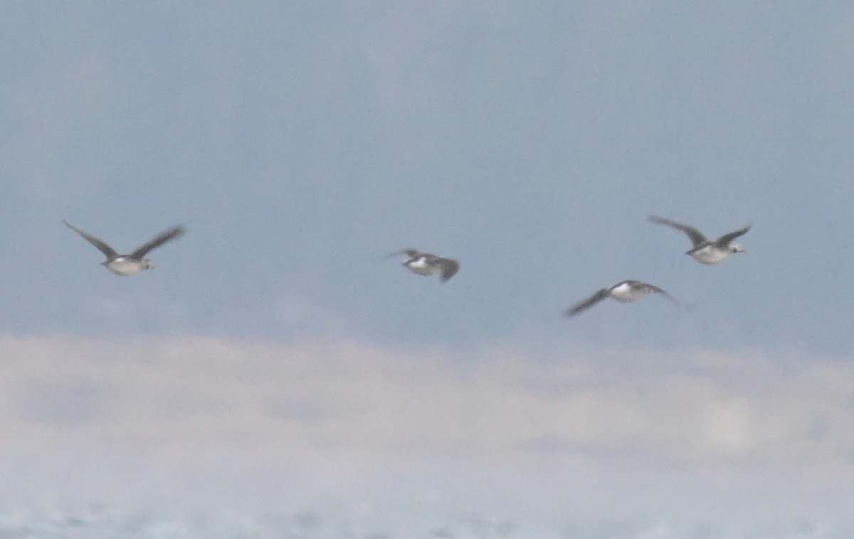 Long-tailed Duck - ML646646407
