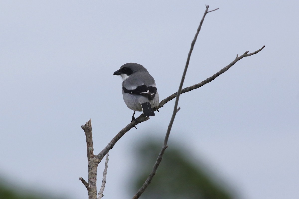 Pie-grièche migratrice - ML646646408