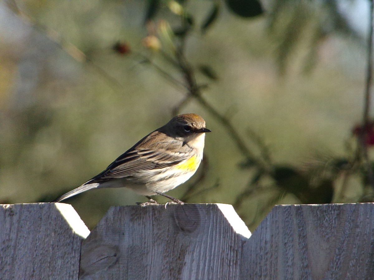 Paruline à croupion jaune (coronata) - ML646646414
