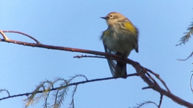 Paruline à croupion jaune (coronata) - ML646646423