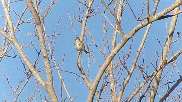 Paruline à croupion jaune (coronata) - ML646646424
