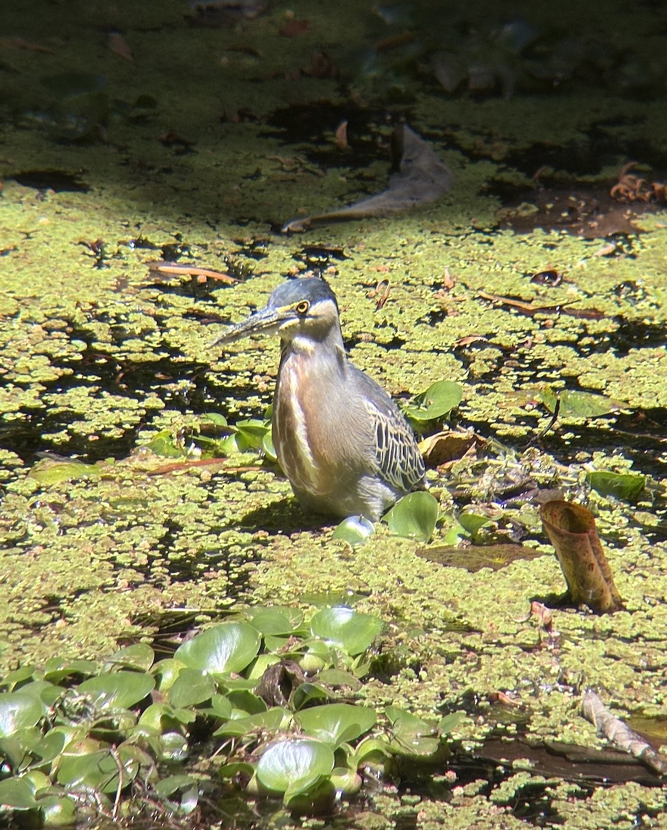 Tropikal Yeşil Balıkçıl - ML646646426