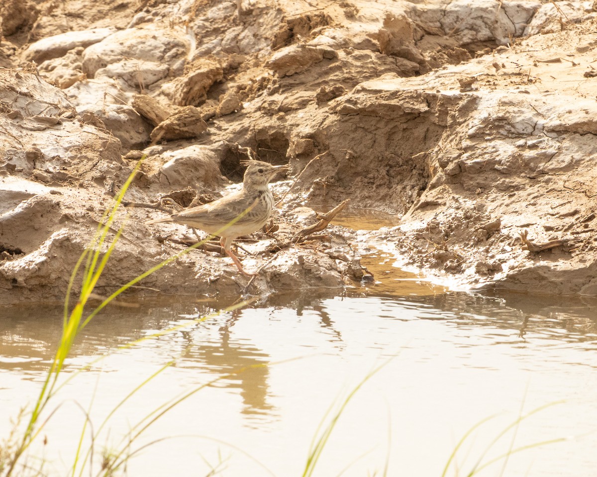 Согсоот болжмор - ML646646427