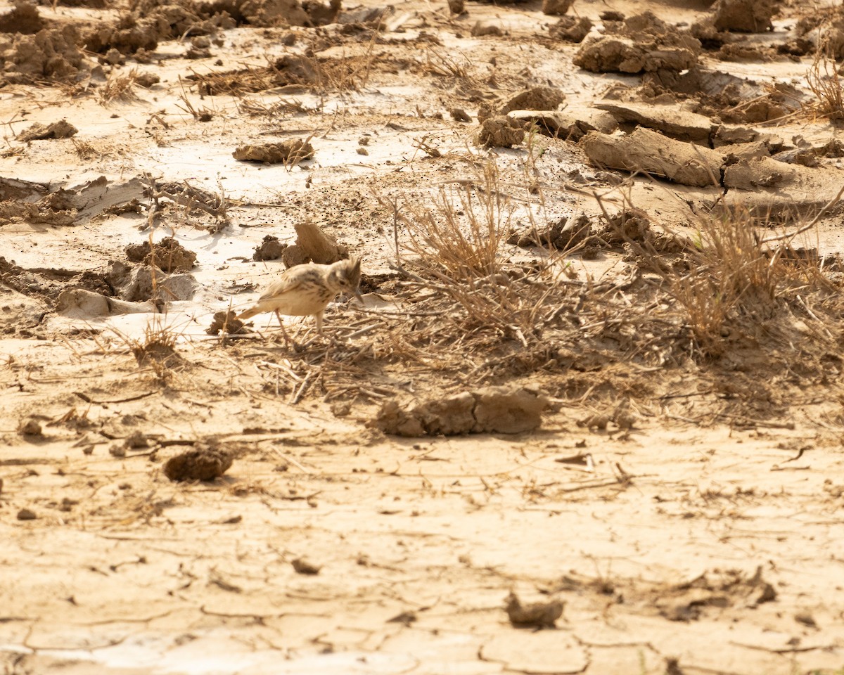 Согсоот болжмор - ML646646428