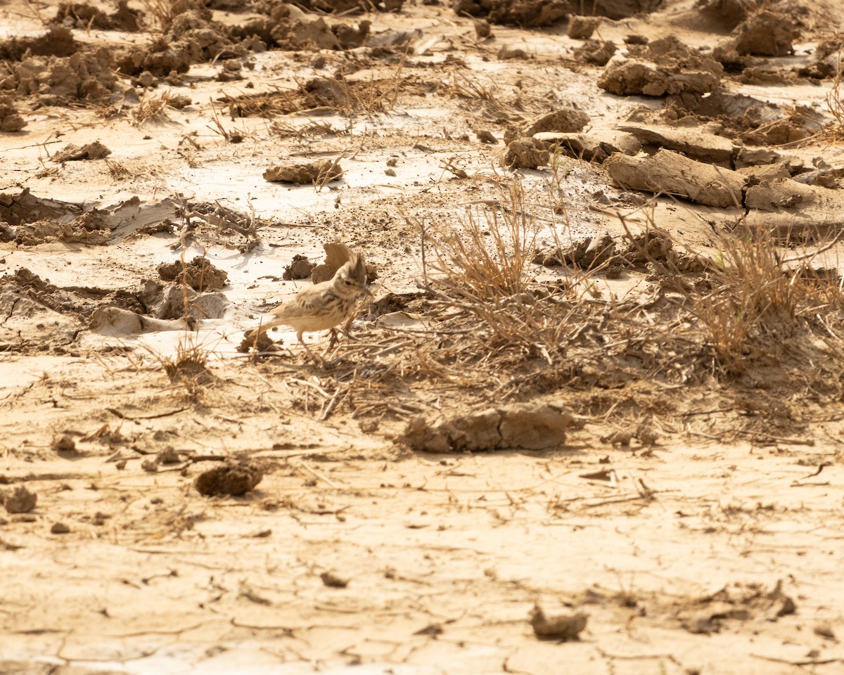 Согсоот болжмор - ML646646429