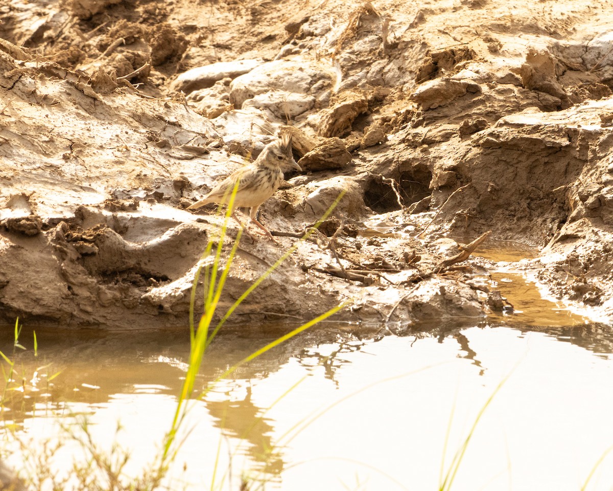 Согсоот болжмор - ML646646430