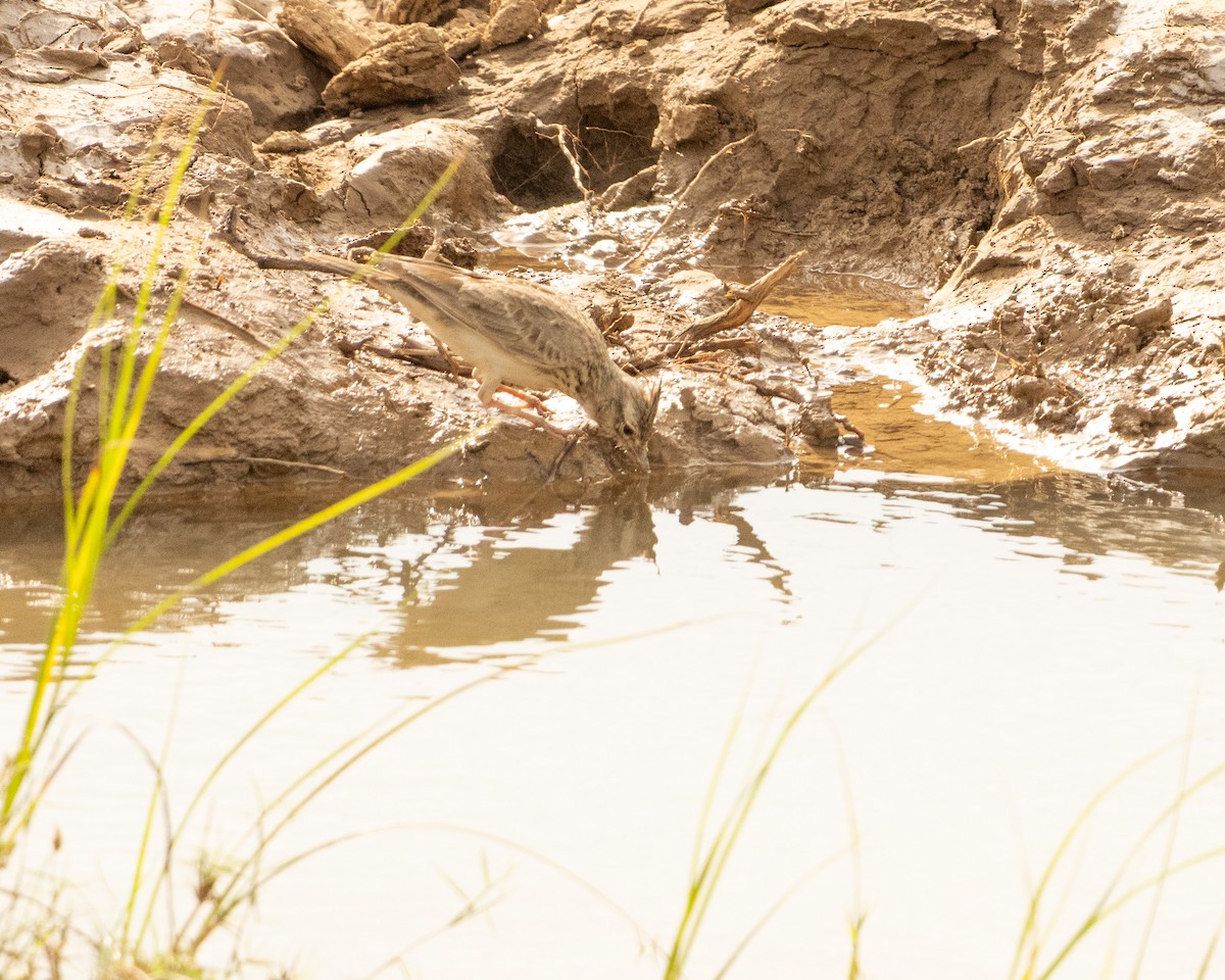 Согсоот болжмор - ML646646431