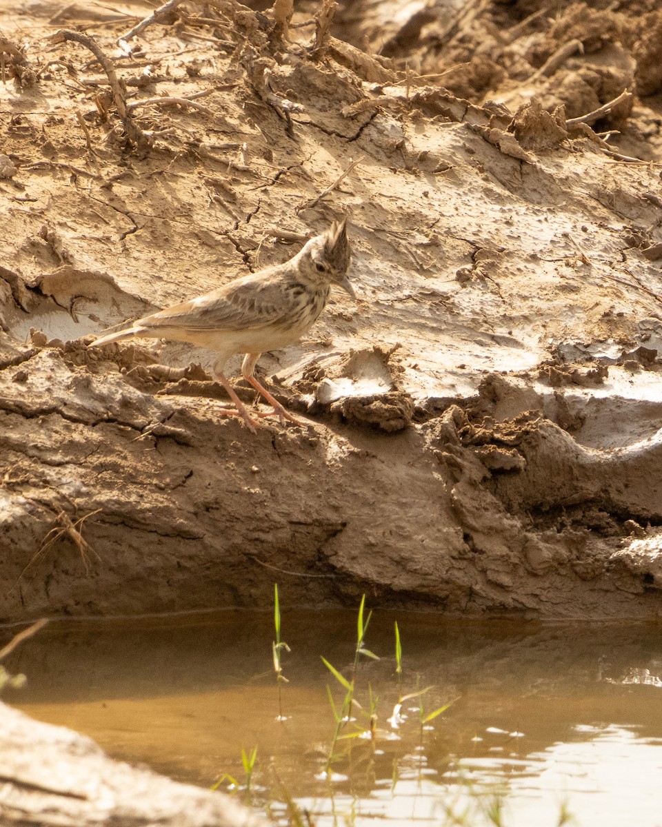 Согсоот болжмор - ML646646432