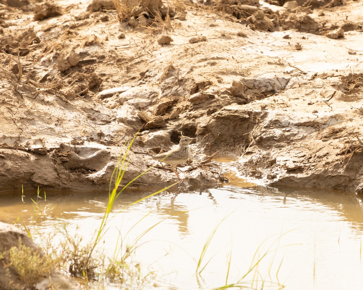 Согсоот болжмор - ML646646433