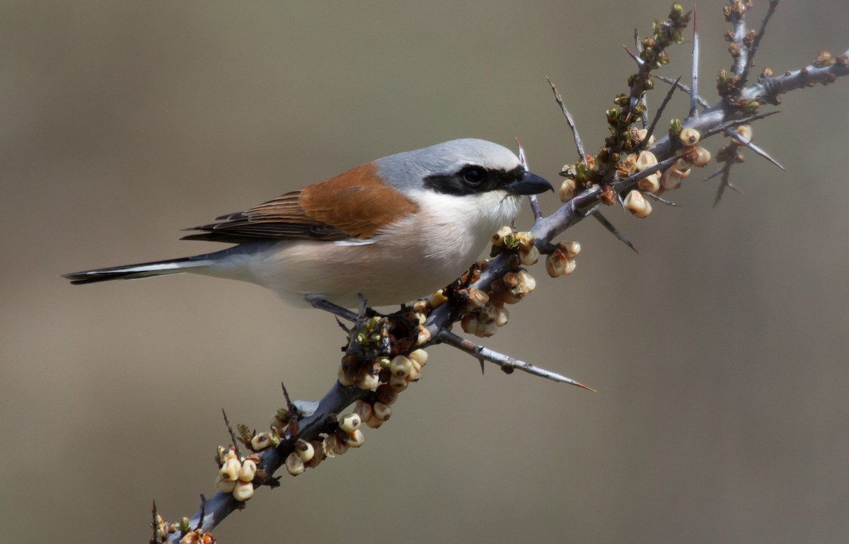 Alcaudón Dorsirrojo - ML646646434