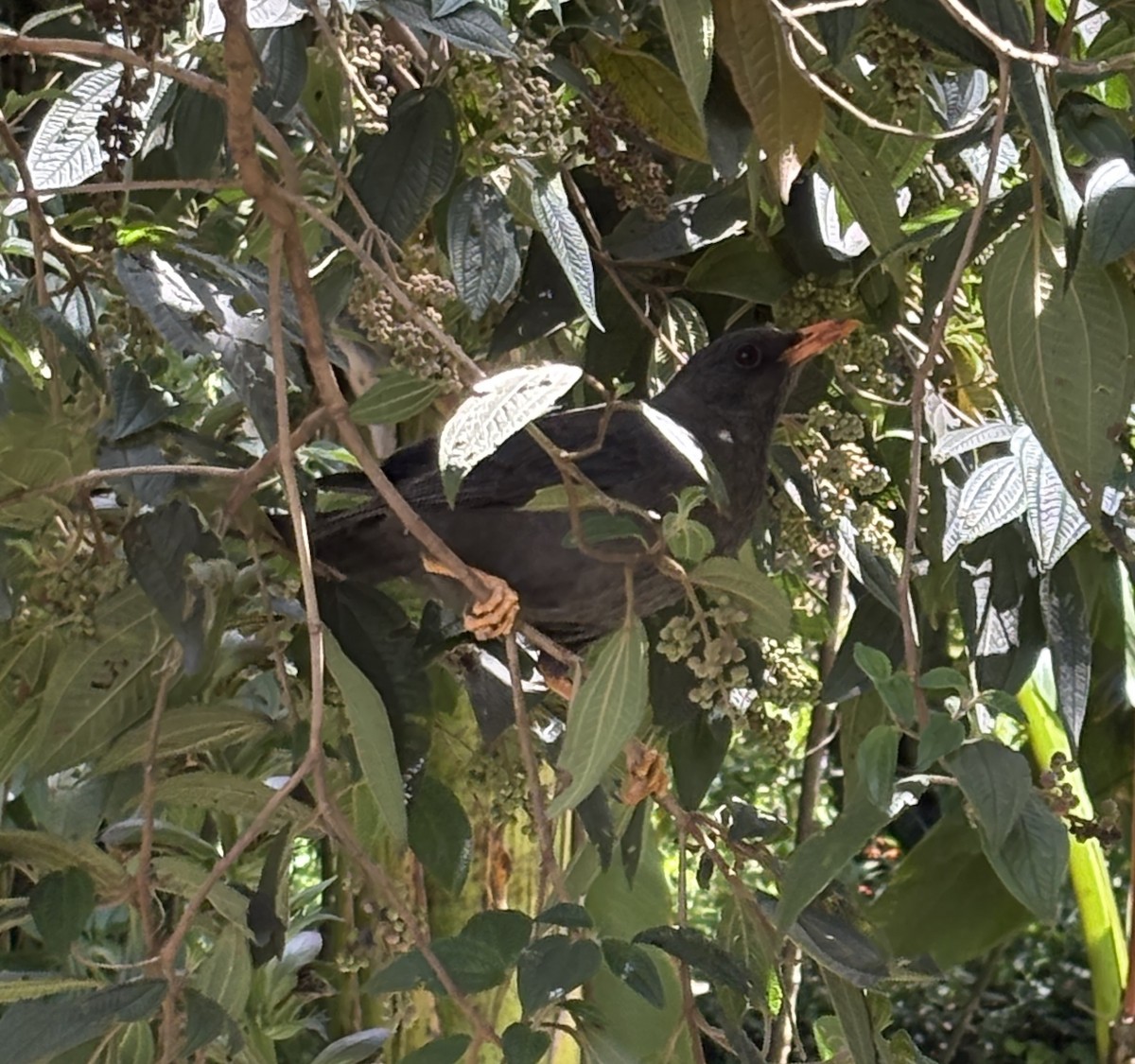 Büyük Ardıç - ML646646436