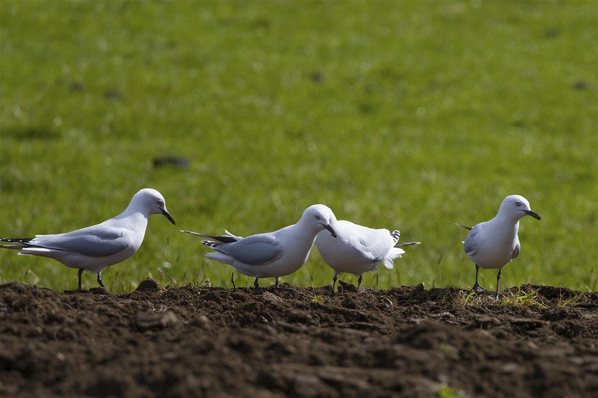Маорийская чайка - ML646646437