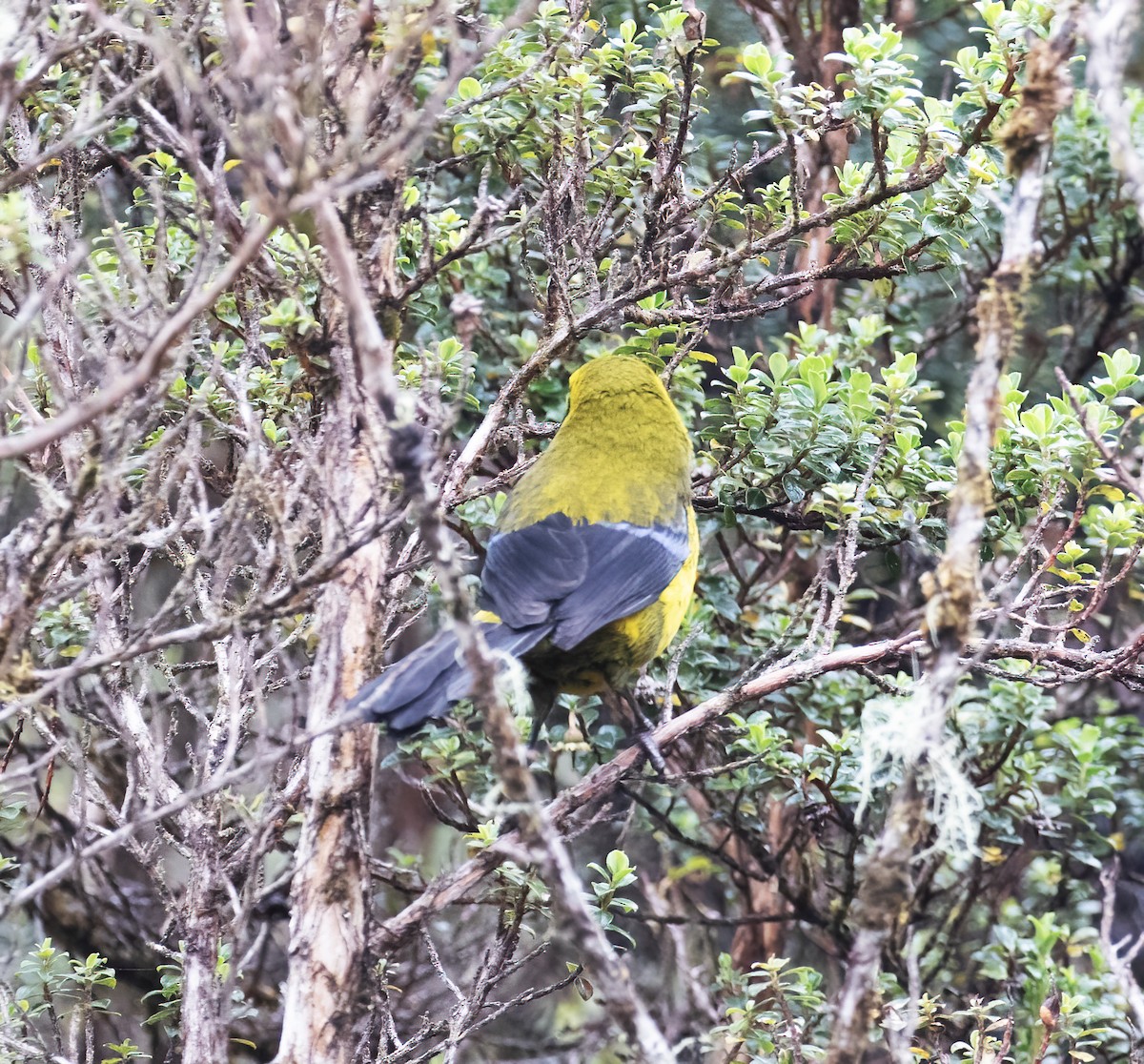 Masked Mountain Tanager - ML646646438
