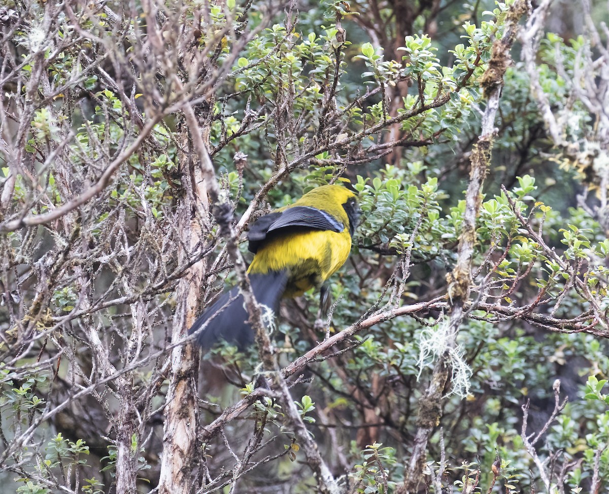 Masked Mountain Tanager - ML646646439
