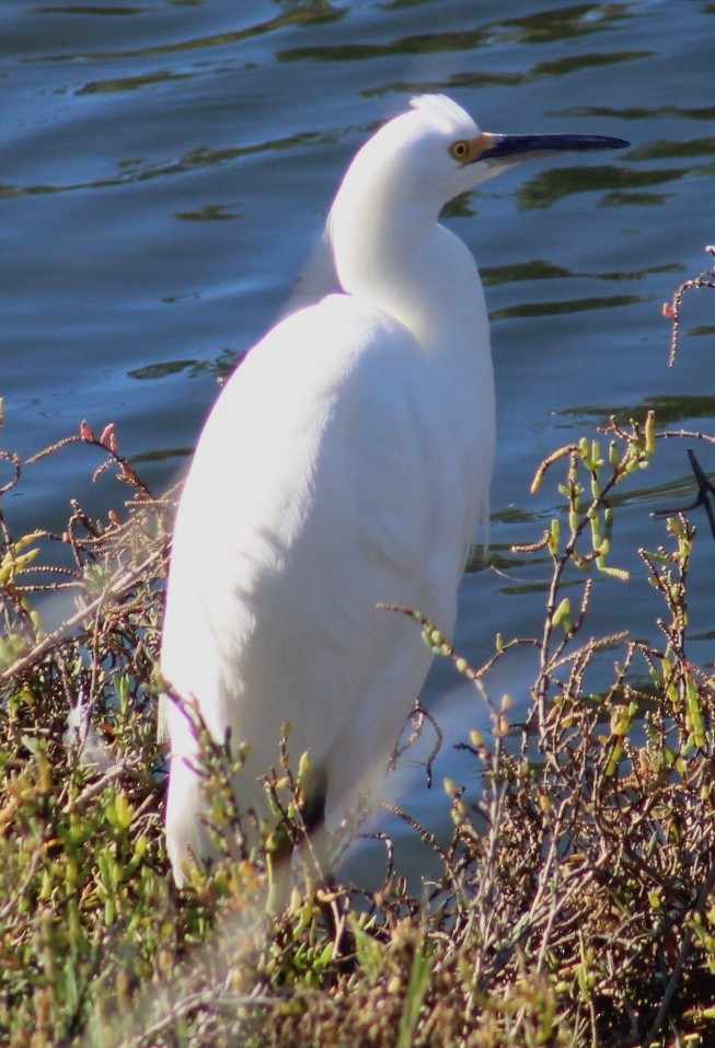 Snowy Egret - ML646646440