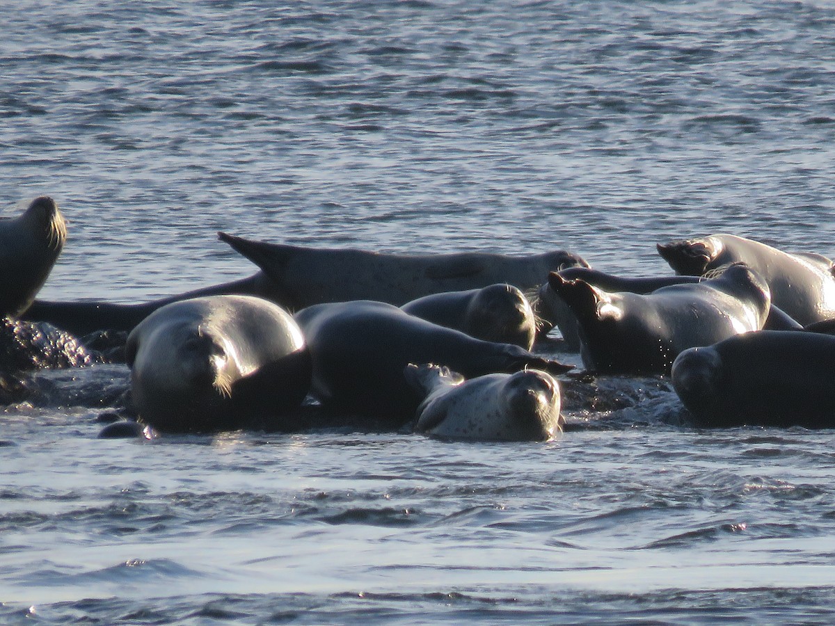 Animali - ML646646456