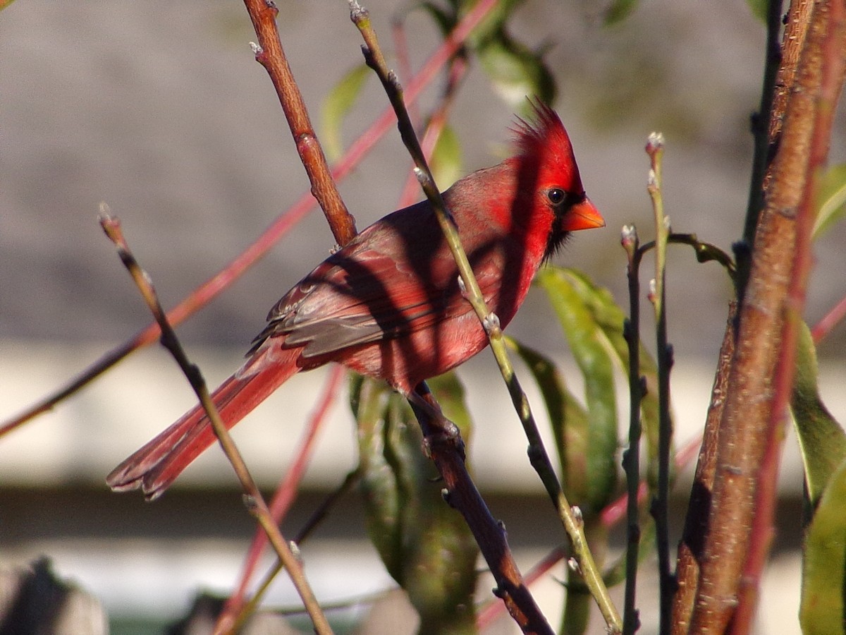 Cardinal rouge - ML646646459