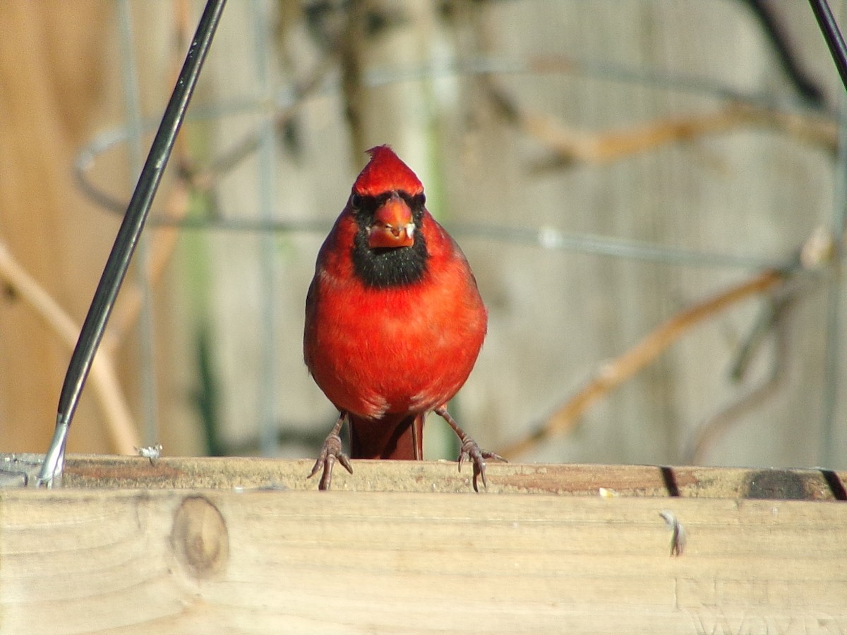 Cardinal rouge - ML646646460