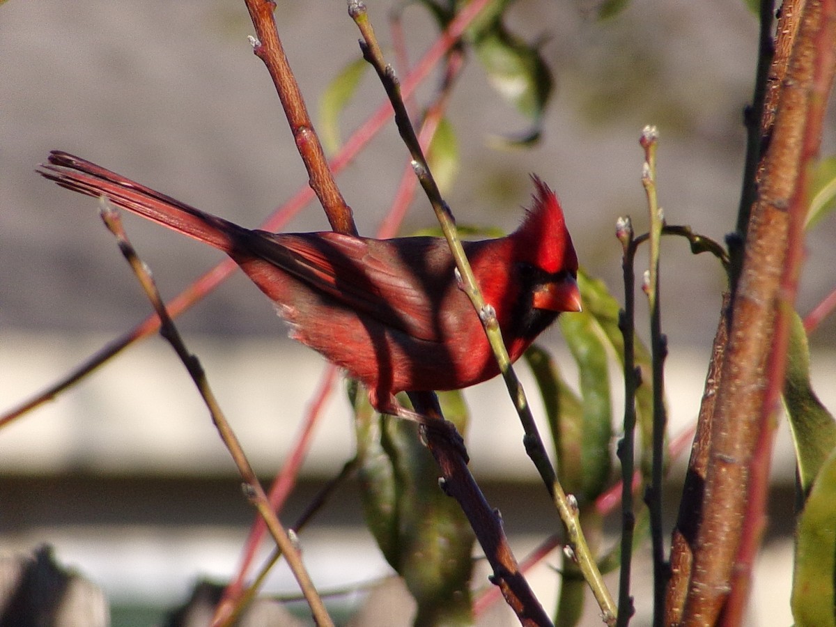 Cardinal rouge - ML646646462