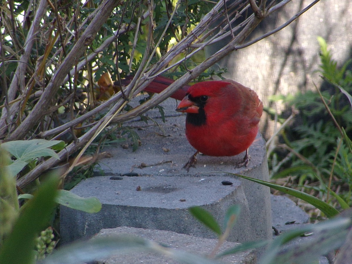 Cardinal rouge - ML646646463