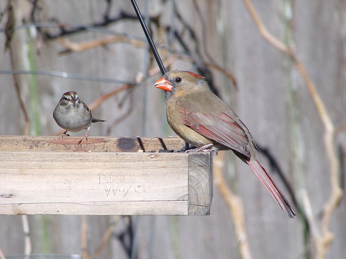 Cardinal rouge - ML646646464