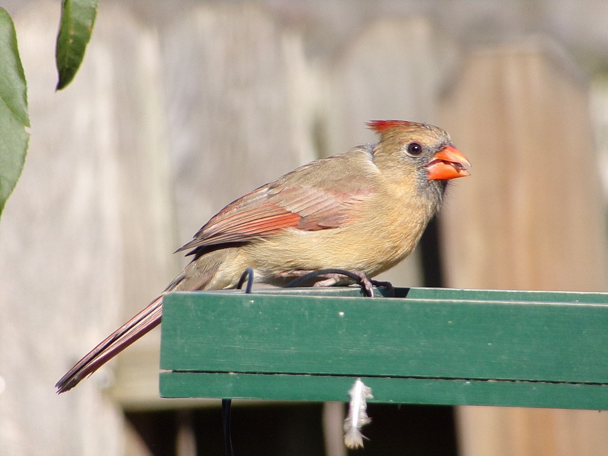 Cardinal rouge - ML646646465