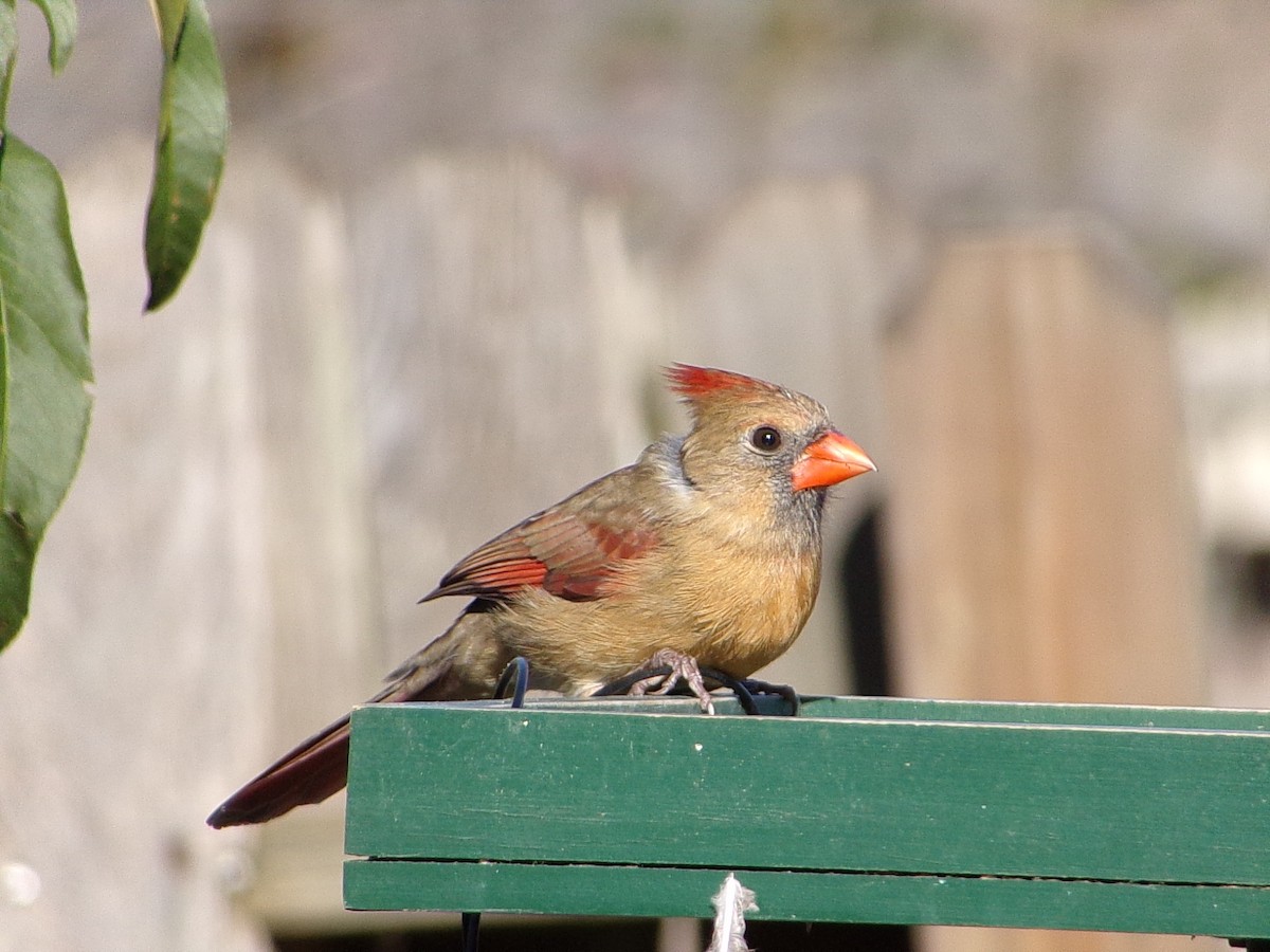 Cardinal rouge - ML646646466