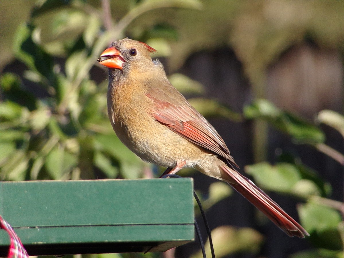 Cardinal rouge - ML646646467