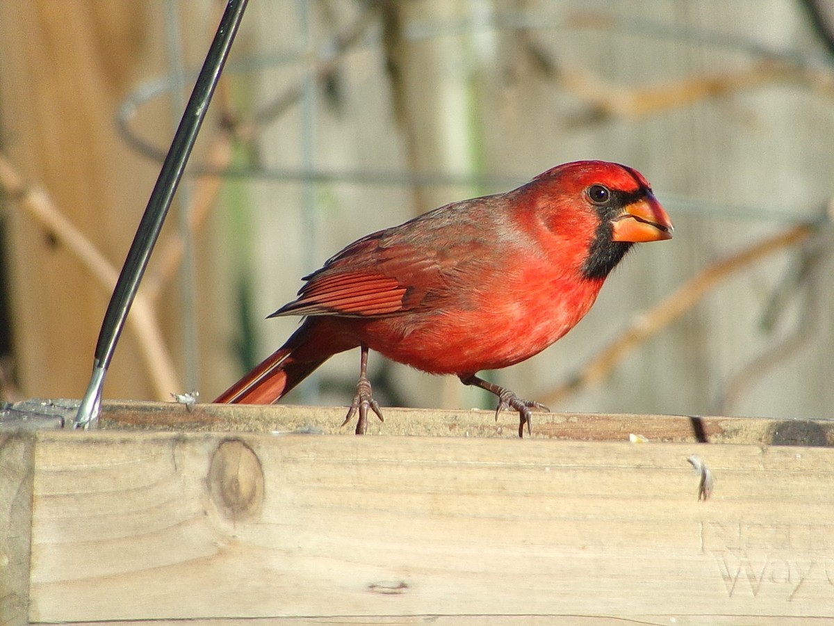 Cardinal rouge - ML646646468