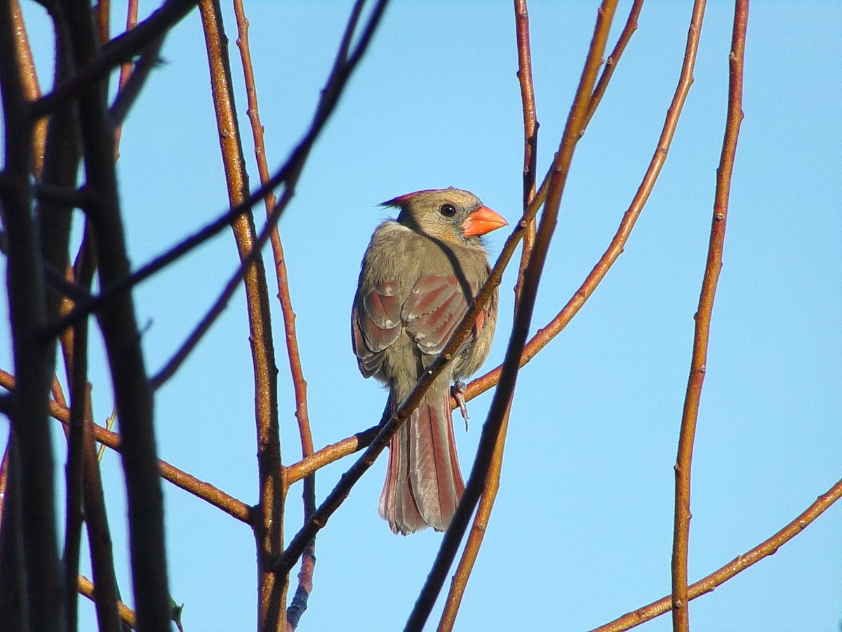Cardinal rouge - ML646646469