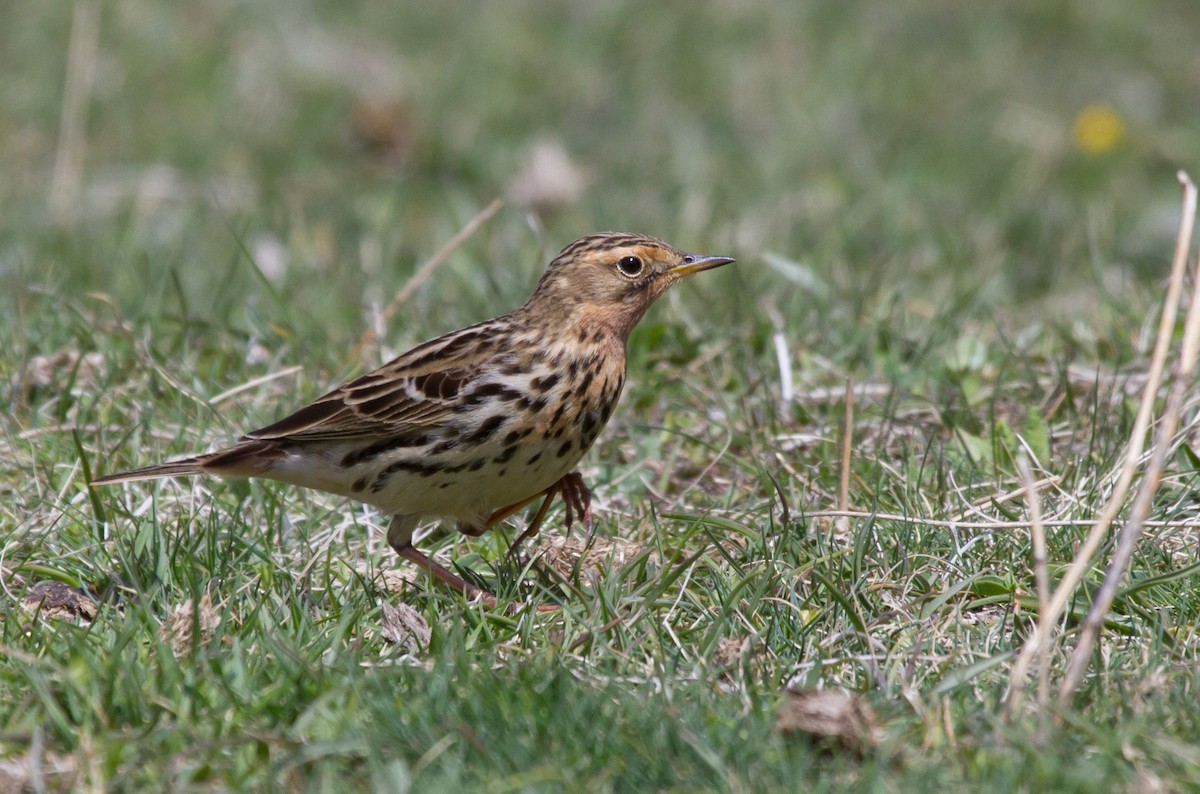 Bisbita Gorjirrojo - ML646646470