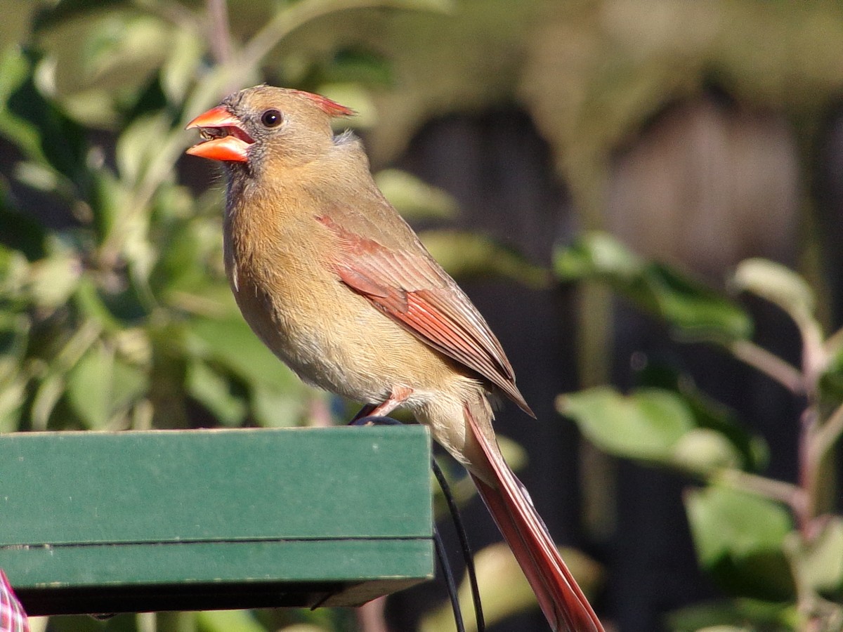 Cardinal rouge - ML646646471