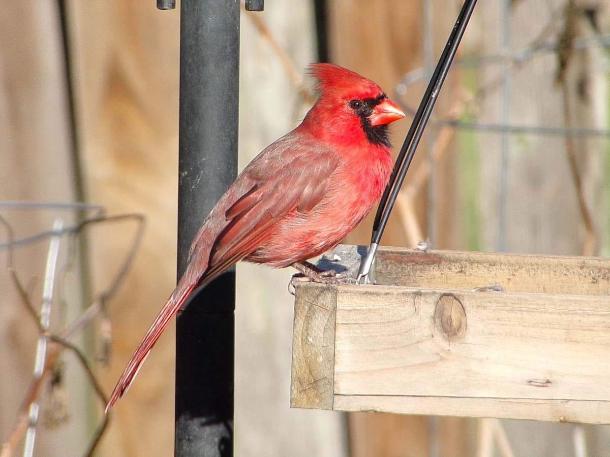 Cardinal rouge - ML646646472