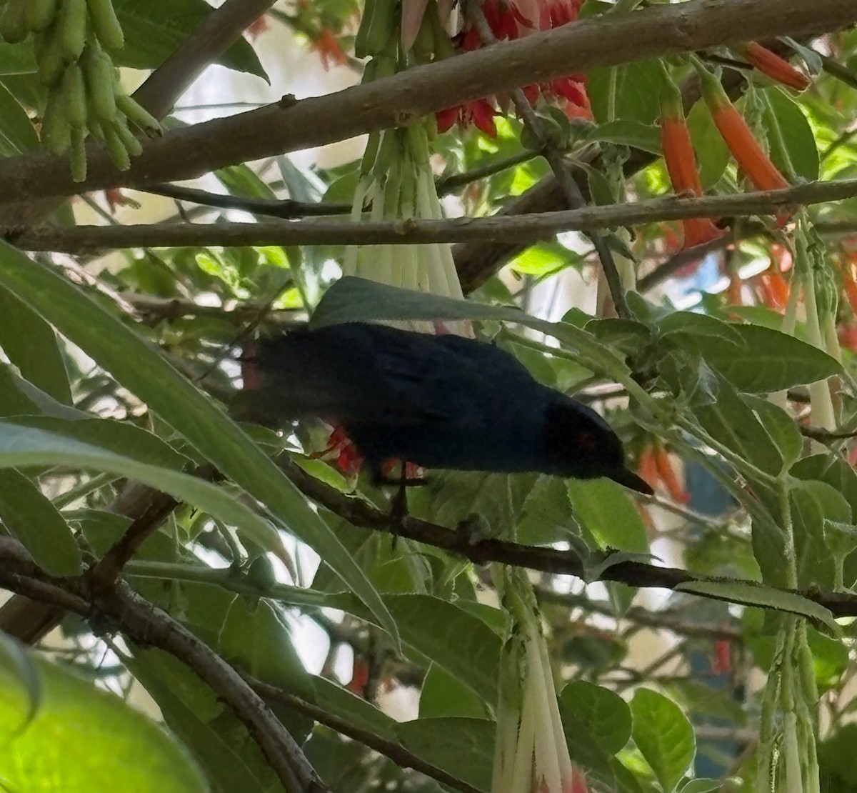 Maskeli Çiçekdelen - ML646646473