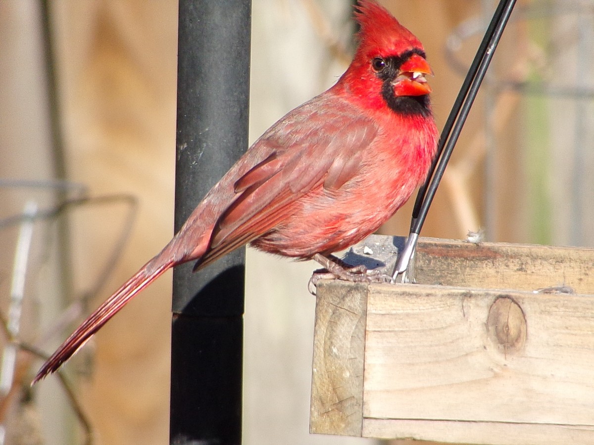 Cardinal rouge - ML646646475