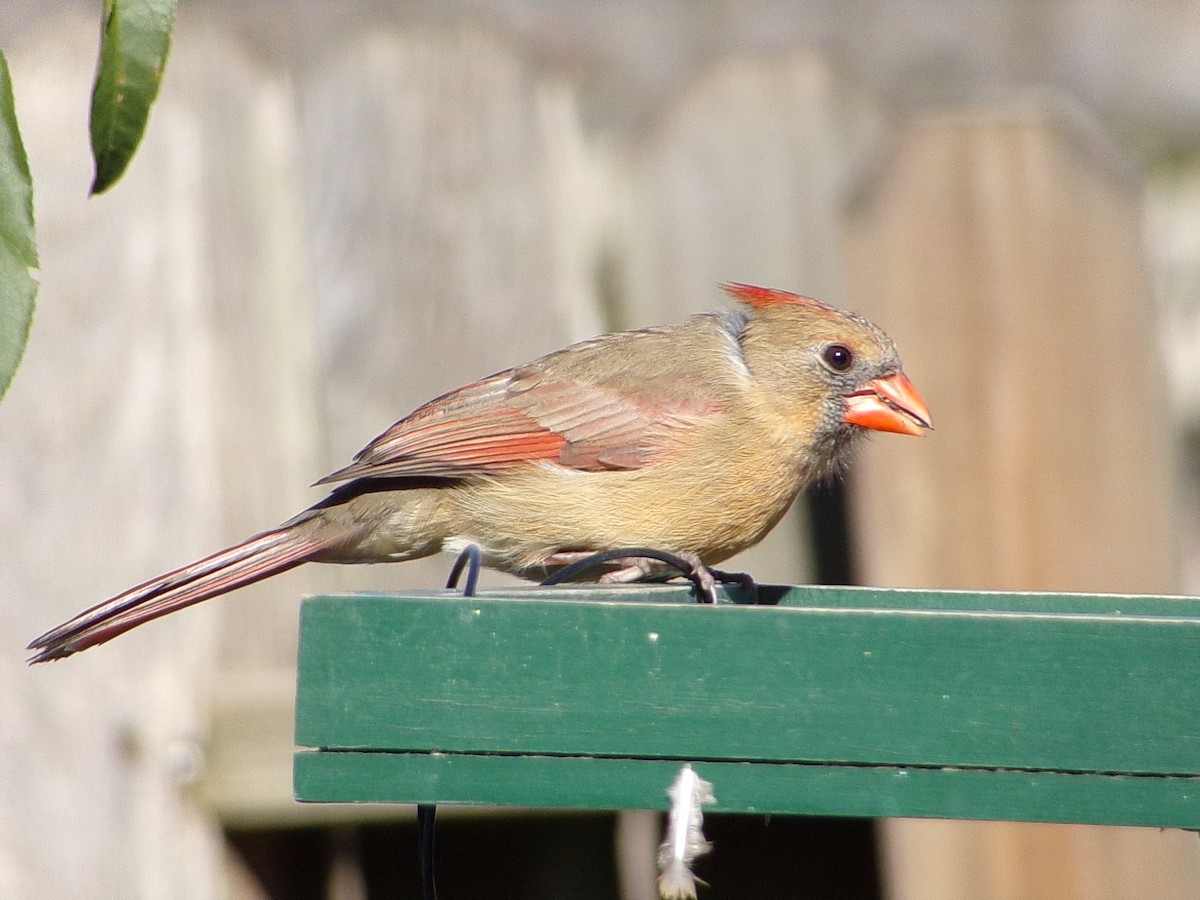 Cardinal rouge - ML646646476