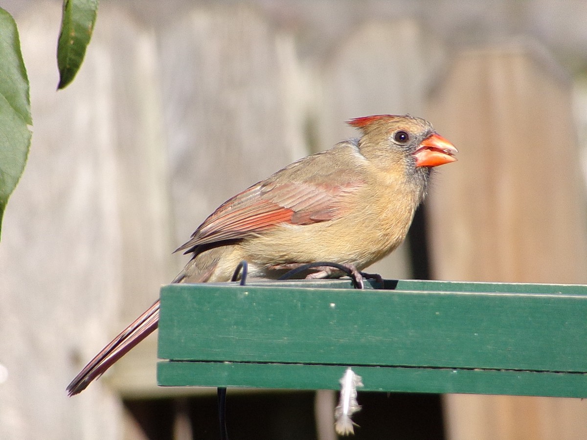 Cardinal rouge - ML646646477