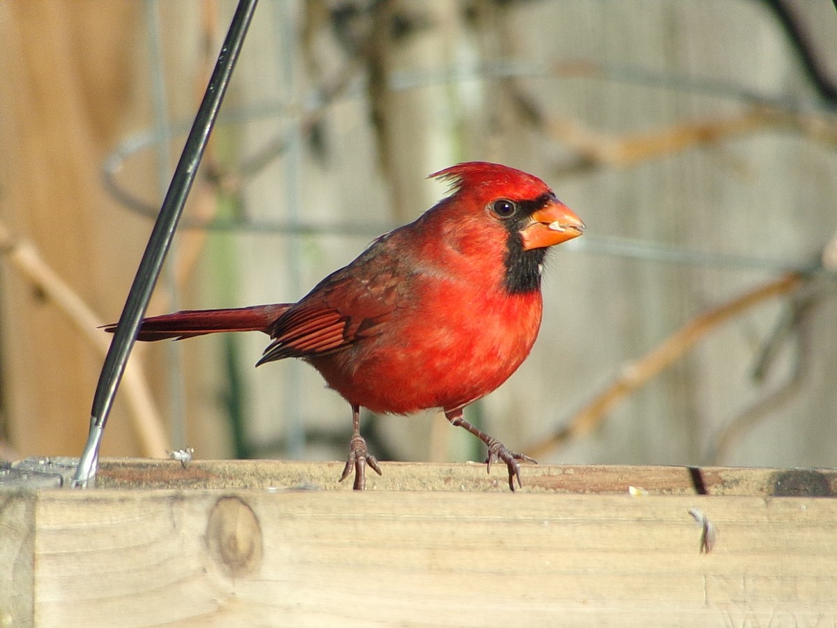 Cardinal rouge - ML646646478