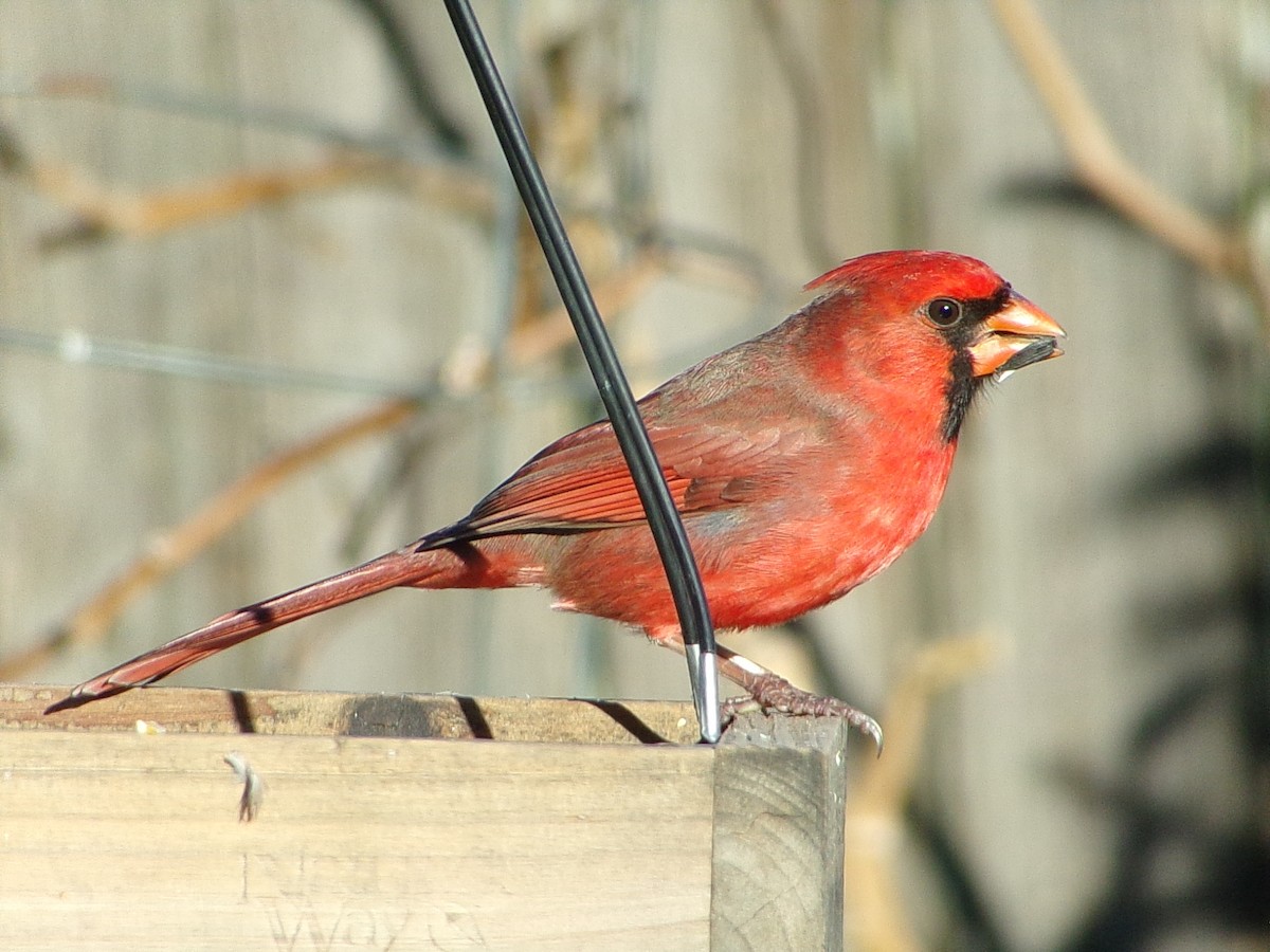 Cardinal rouge - ML646646479