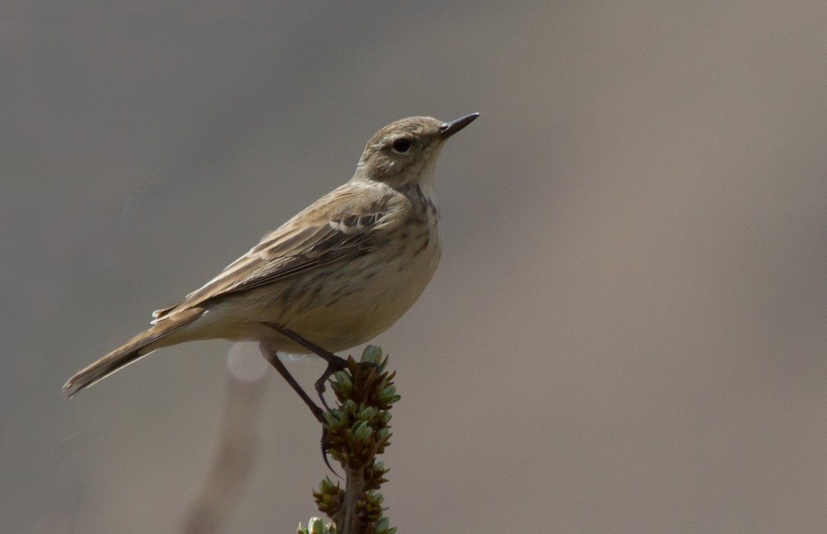 Bisbita Alpino (Caucásico) - ML646646480