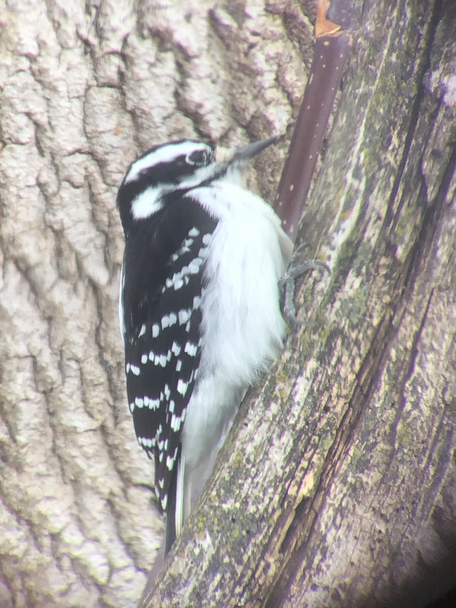 セジロアカゲラ - ML646646484