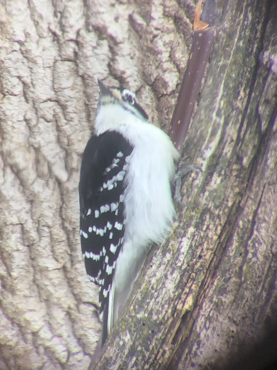 セジロアカゲラ - ML646646485