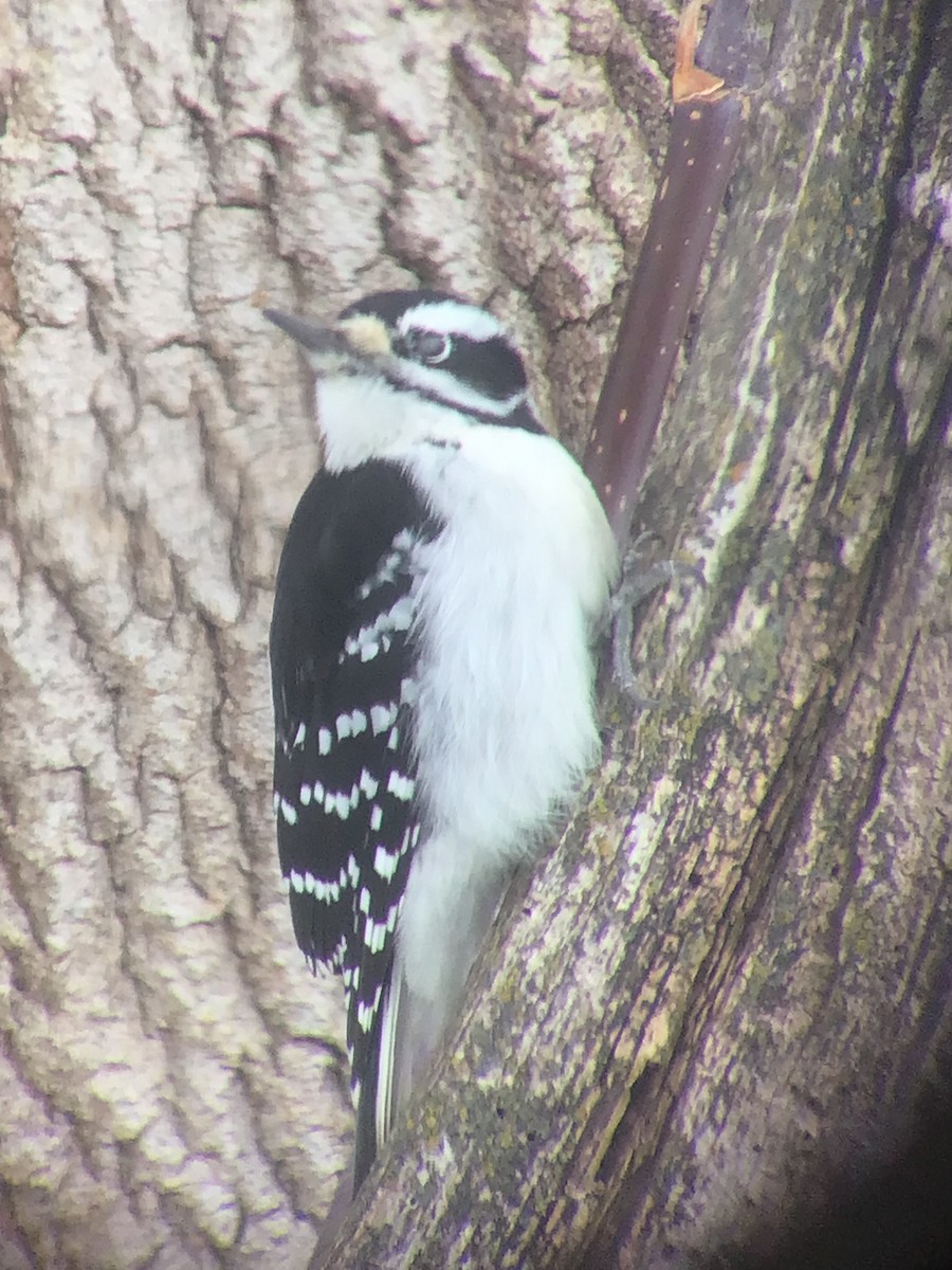 セジロアカゲラ - ML646646486